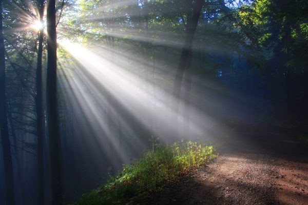Viaje a tu sabiduría interior